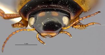 Media type: image;   Entomology 23968 Aspect: head frontal view